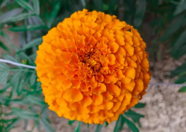 Canlı Turuncu Marigold Çiçeği. Yakın plan.