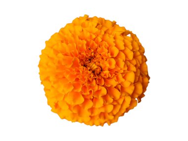 Tek Portakallı Marigold 'un Üst Görünümü