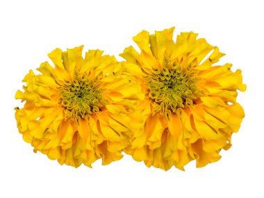 Beyaz Arkaplanda Sarı Marigold Çiçekleri