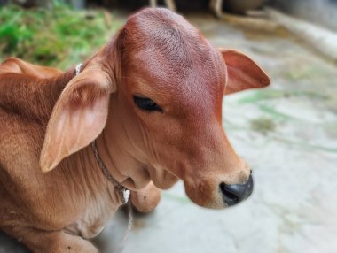 Küçük Kahverengi Baldırın Masum Bakışı