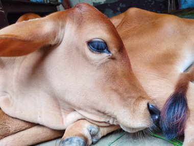 Şiddetli Gözkapaklarıyla Huzur içinde Uyumak Sıkıca Kapalı