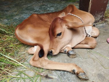 Kestirmek için kıvrılmış bir bebek.