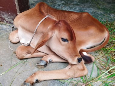 Yerde uyuyan şirin bebek inek.