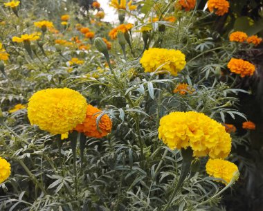 Parlak Sarı Marigold Çiçekler Tarlasında Çiçek açıyor