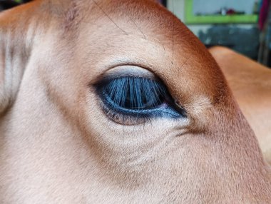Bir İnek Gözünün Uzun Kirpiklerini Gösteren Aşırı Yakın Çekim