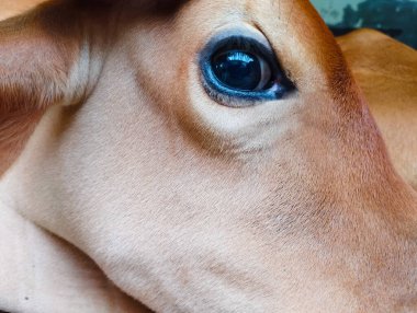 Buzağının Gözündeki Mavi Yansımayı Çeken Makro Çekim