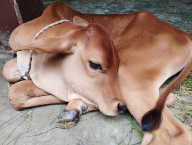 Küçük kahverengi bir buzağı Uyurken Çemberde Kıvrılıyor