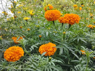 Parlak Turuncu Kadife Çiçekleriyle Dolu Parlak Bahçe Sahnesi