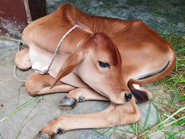 Yerde uyuyan şirin bebek inek.