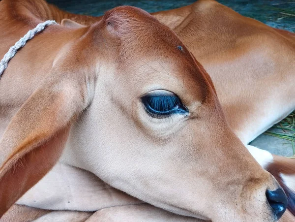 Güzel, şirin, küçük inek yavrusu. Yakın plan.