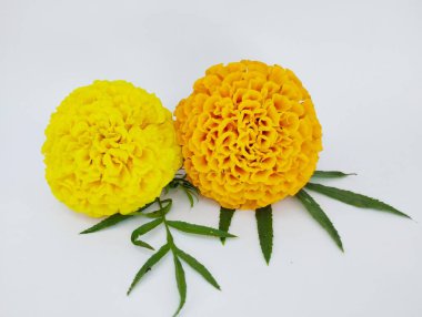 Yeşil Yapraklı İki Parlak Marigold Çiçeği