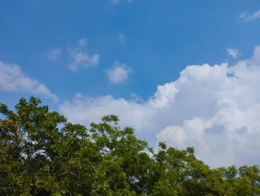 Bereketli yeşil ağaç dalları, beyaz bulutlu mavi gökyüzüne doğru uzanır..