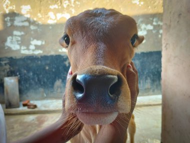 İnsan eliyle tutulan genç bir buzağı yüzünün aşırı yakın çekimi..