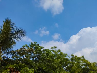 Mavi bulutlu gökyüzüne karşı yeşil ağaç yaprakları ve palmiye yaprakları.