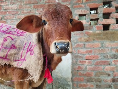 Kahverengi bir dananın başının ve büyük kulaklarının yakın görüntüsü..