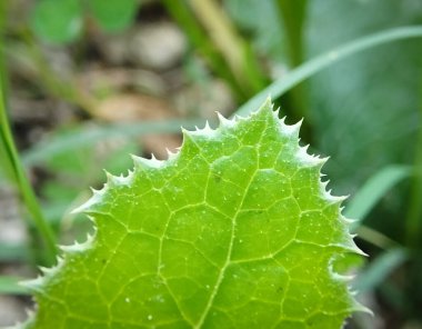 Parlak bir yaprağın keskin tırtıklı kenarları.