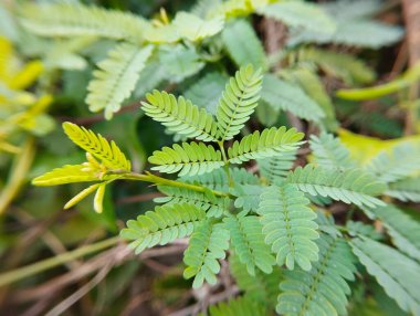 Bahçedeki yemyeşil tüylü yapraklar.