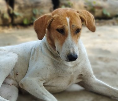 Güzel şirin köpek sokakta oturuyor.