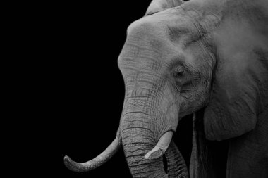 Güçlü güçlü bir fil, siyah arka planda uzun dişleri olan yakın plan.