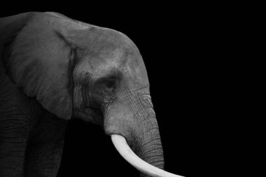 Güzel, büyük, vahşi bir fil. Arka planda büyük dişleri var.