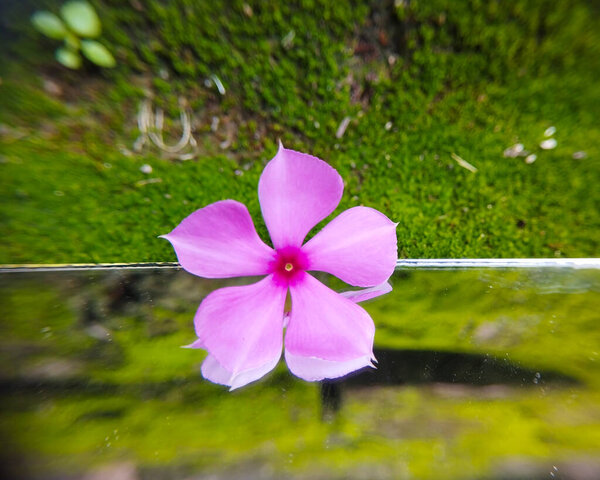 Отражение розового цветка на зеркале над луной