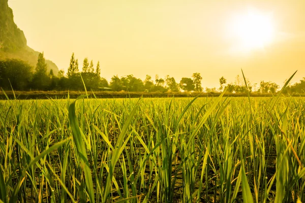 Tau auf dem Bauernhof Stockfoto