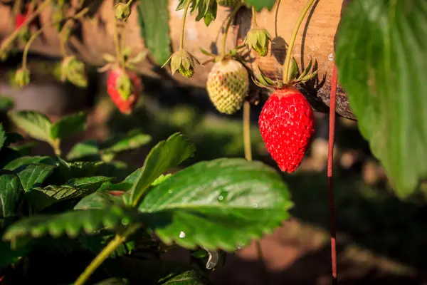 Red fresh strawberry — Stock Photo, Image