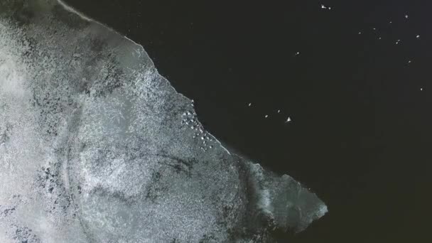 Måsarna flyger upp från isen på en sjö i Ryssland — Stockvideo