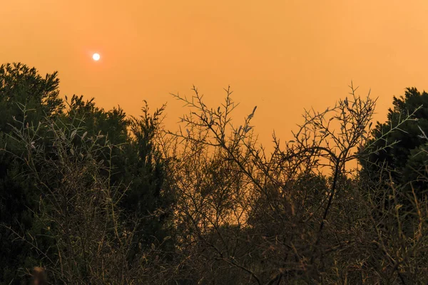 Incêndios Florestais Que Assolaram Grécia Agosto 2021 Incontroláveis Agravados Por — Fotografia de Stock