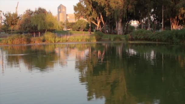 Pond in a park — Stock Video