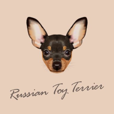 Rus oyuncak Terrier portre