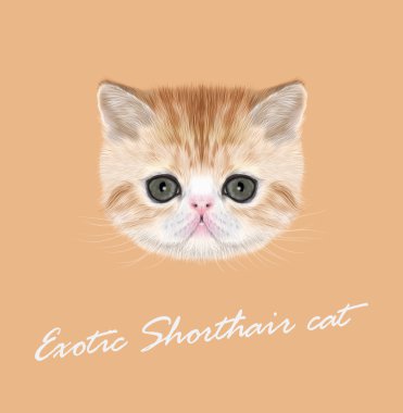 egzotik stenografi kedi
