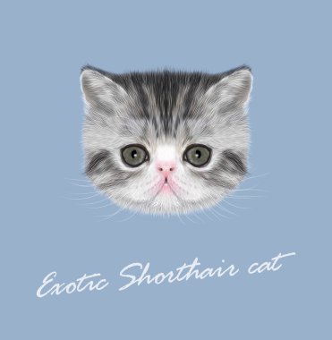egzotik stenografi kedi