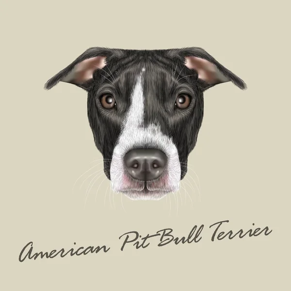 American Pit Bull Terrier Portrait. — Stock Vector