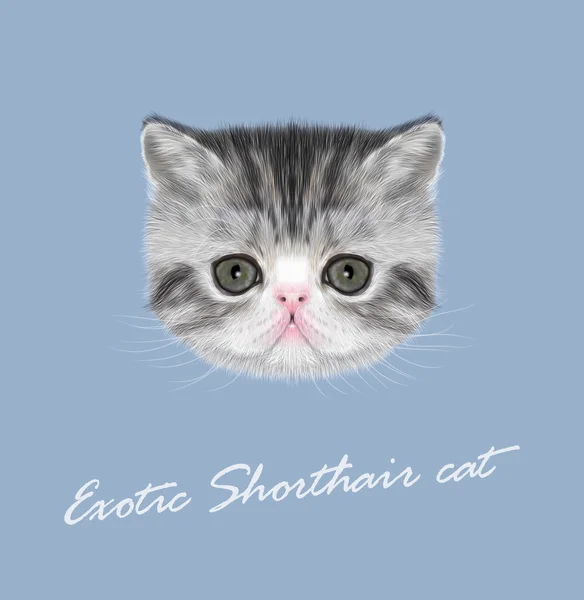 Экзотический короткошерстный котёнок — стоковый вектор