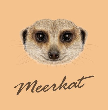 African Meerkat Portrait clipart