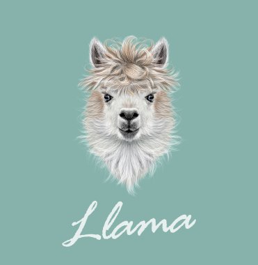 Llama animal portrait clipart