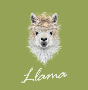 Lama hayvan portre