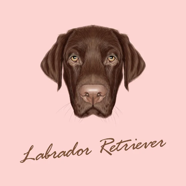 Portrét pes Labrador retriever — Stockový vektor