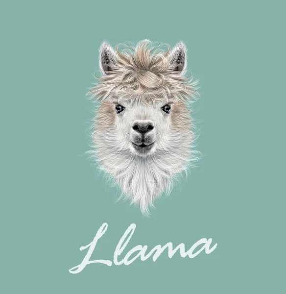 Lama-Tierporträt — Stockvektor