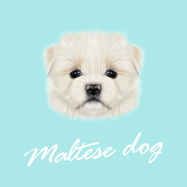 Retrato de cachorro maltés . — Vector de stock