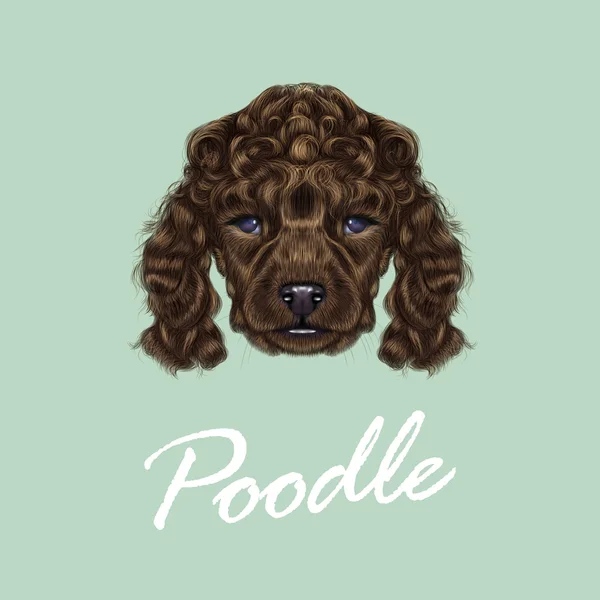 Poodle κουτάβι πορτρέτο — Διανυσματικό Αρχείο