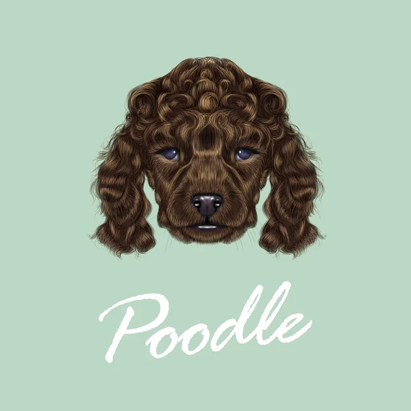 Poedel pup portret — Stockvector