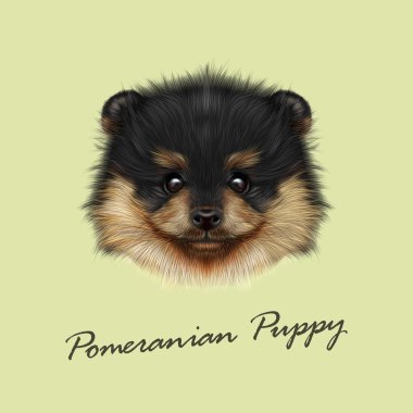 Pomeranian Spitz köpek vektör resimli portre. 