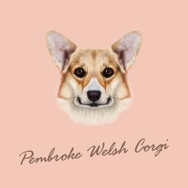 Vektör resimli portre Pembroke Welsh Corgi köpek.