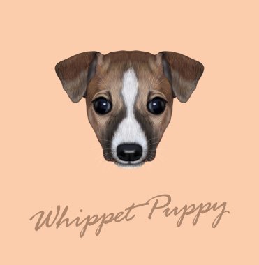 Vector Illustrated Portrait of Whippet puppy. 