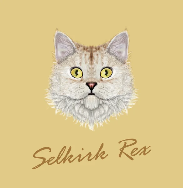 Vetor Retrato ilustrado de gato Selkirk Rex . — Vetor de Stock