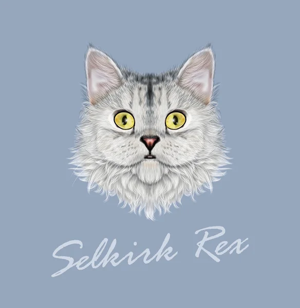 Vector Illustrated potret Selkirk Rex kucing . - Stok Vektor