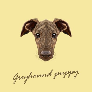 Vector Illustrated Portrait of Greyhound puppy.  clipart