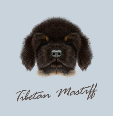 Vektör dikey olarak Tibetli Mastiff resimli köpek yavrusu. 